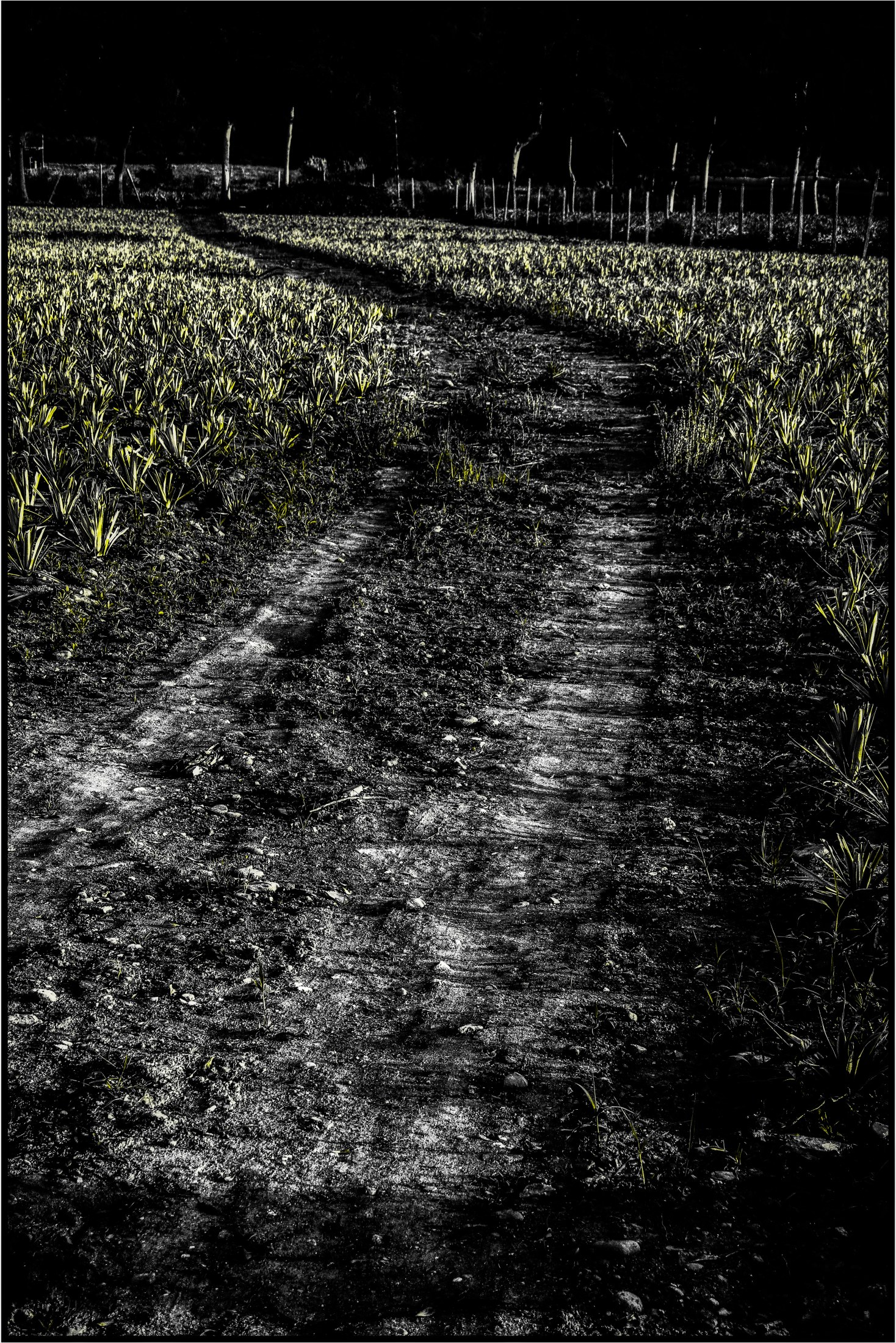 -/ the way of the pineapple /-