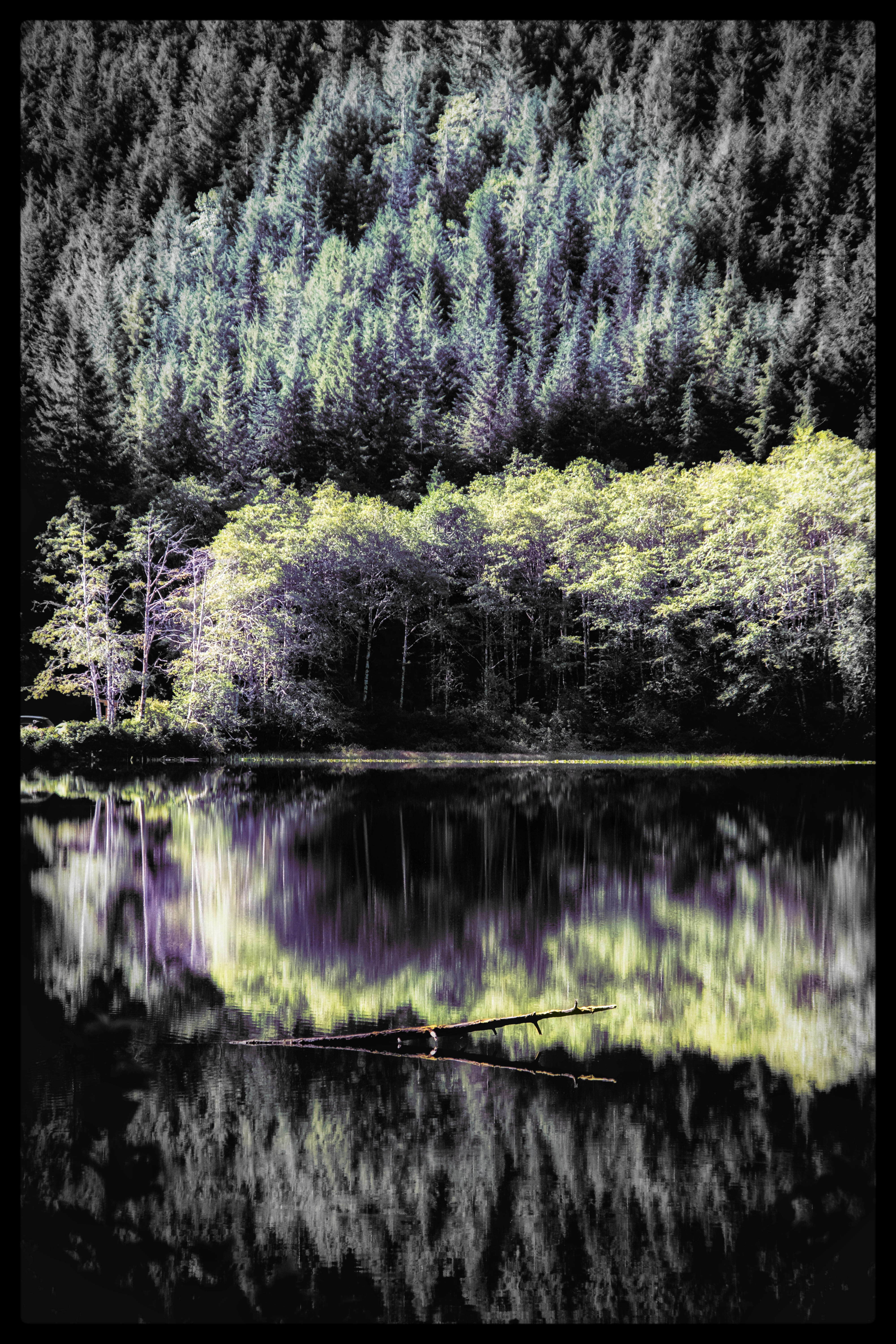 -/ the forest dreaming /-