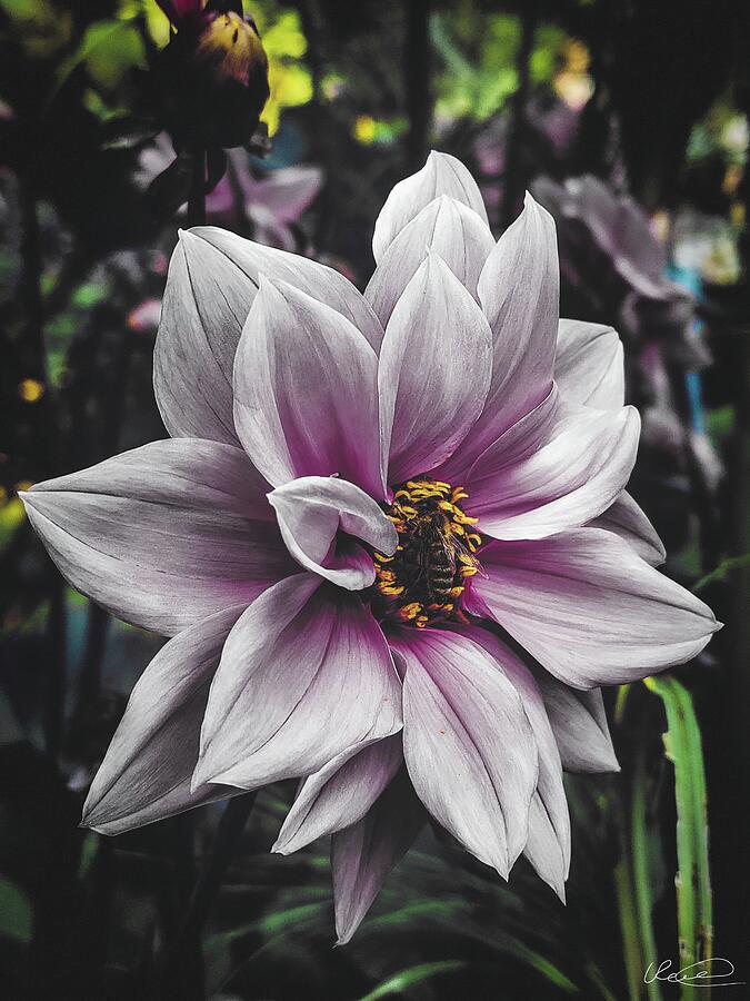 Memoirs of the Pollinator
