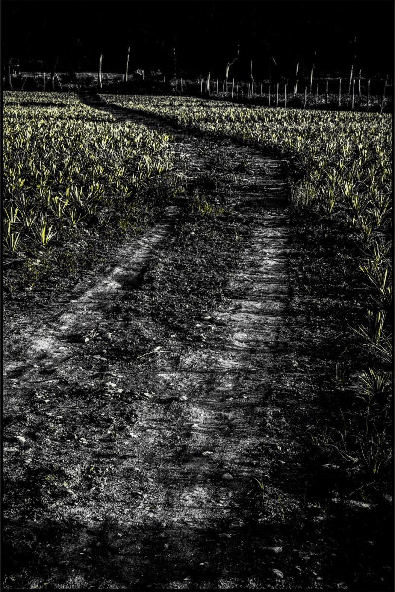 -/ the way of the pineapple /-