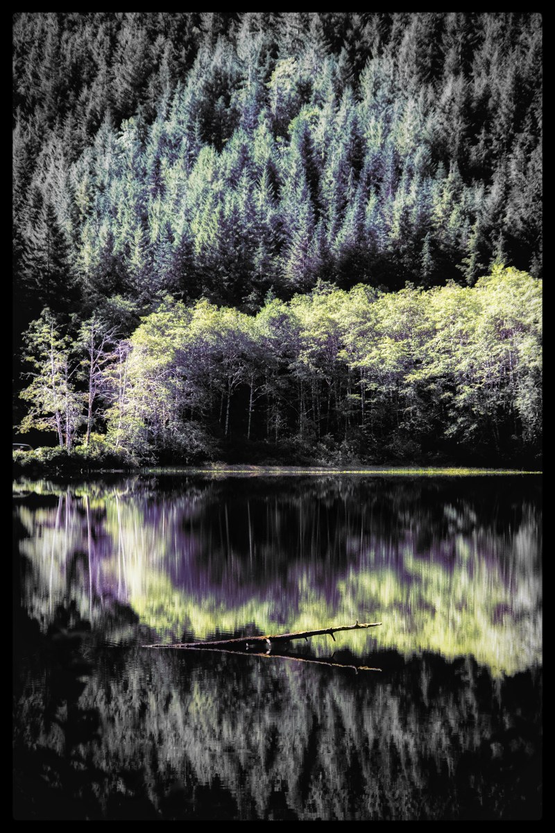 -/ the forest dreaming /-