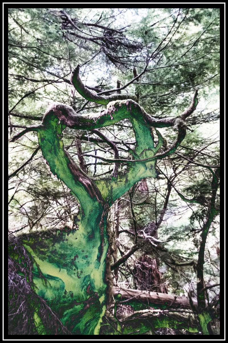 -/ forest dancer /-