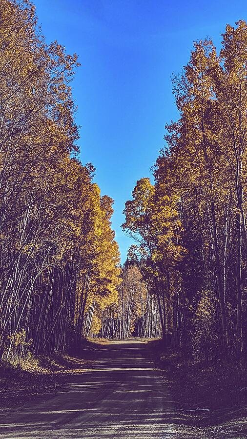 Magic Forest
