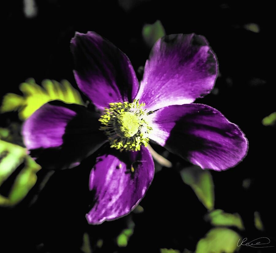 Violet Boom